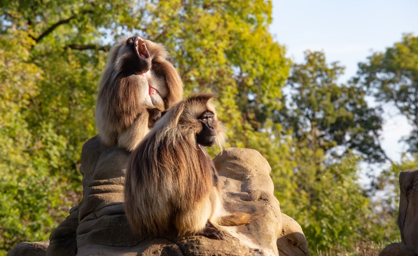 Two geladas at Wild Place Project